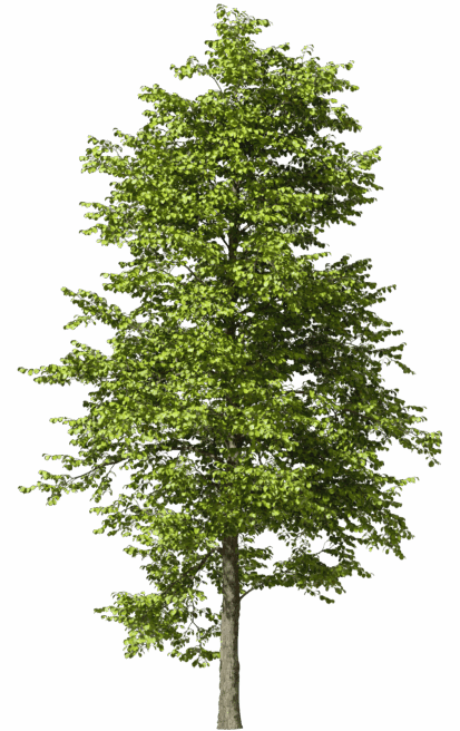 Tree1