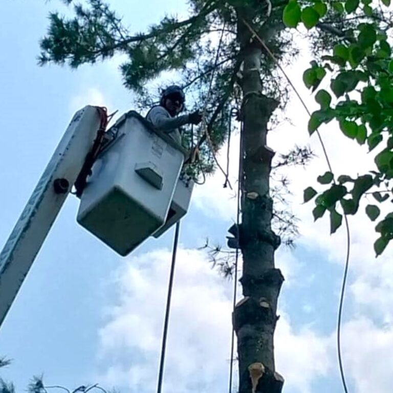 tree trimming company in Spring Grove tree trimming company in Spring Grove, Spring Grove tree trimming company, professional tree trimming company in Spring Grove