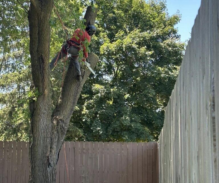 tree trimming company in Spring Grove, IL tree trimming company in Spring Grove, Spring Grove tree trimming company, trusted tree trimming company in Spring Grove