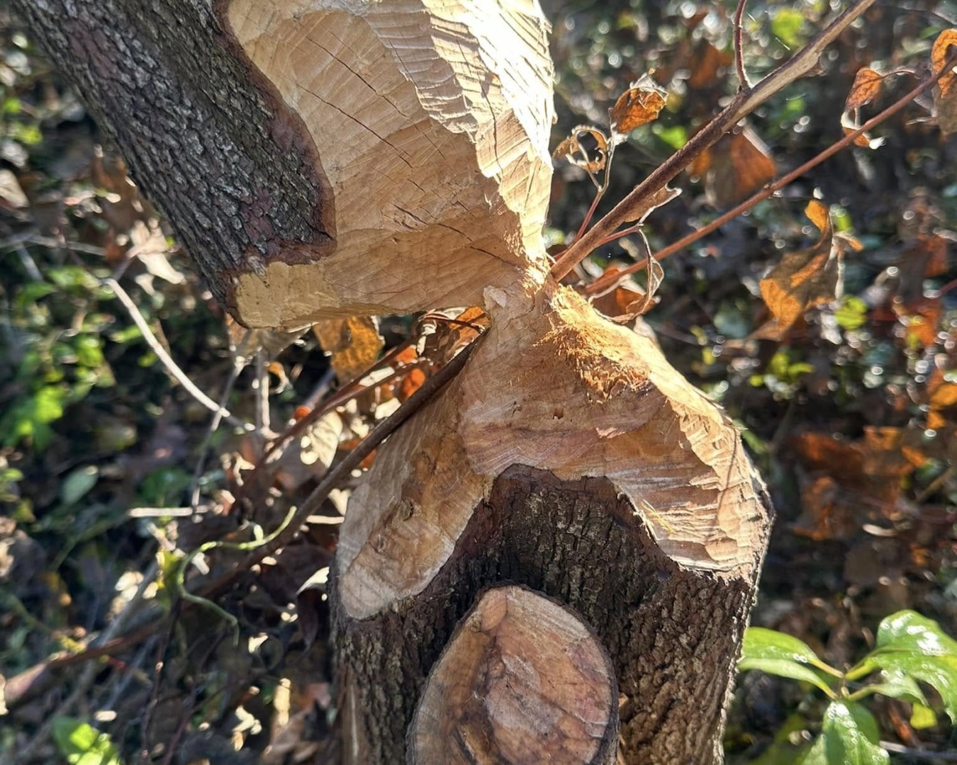 tree cutting service in Spring Grove, IL tree cutting service in Spring Grove, professional tree cutting Spring Grove, affordable tree service Spring Grove