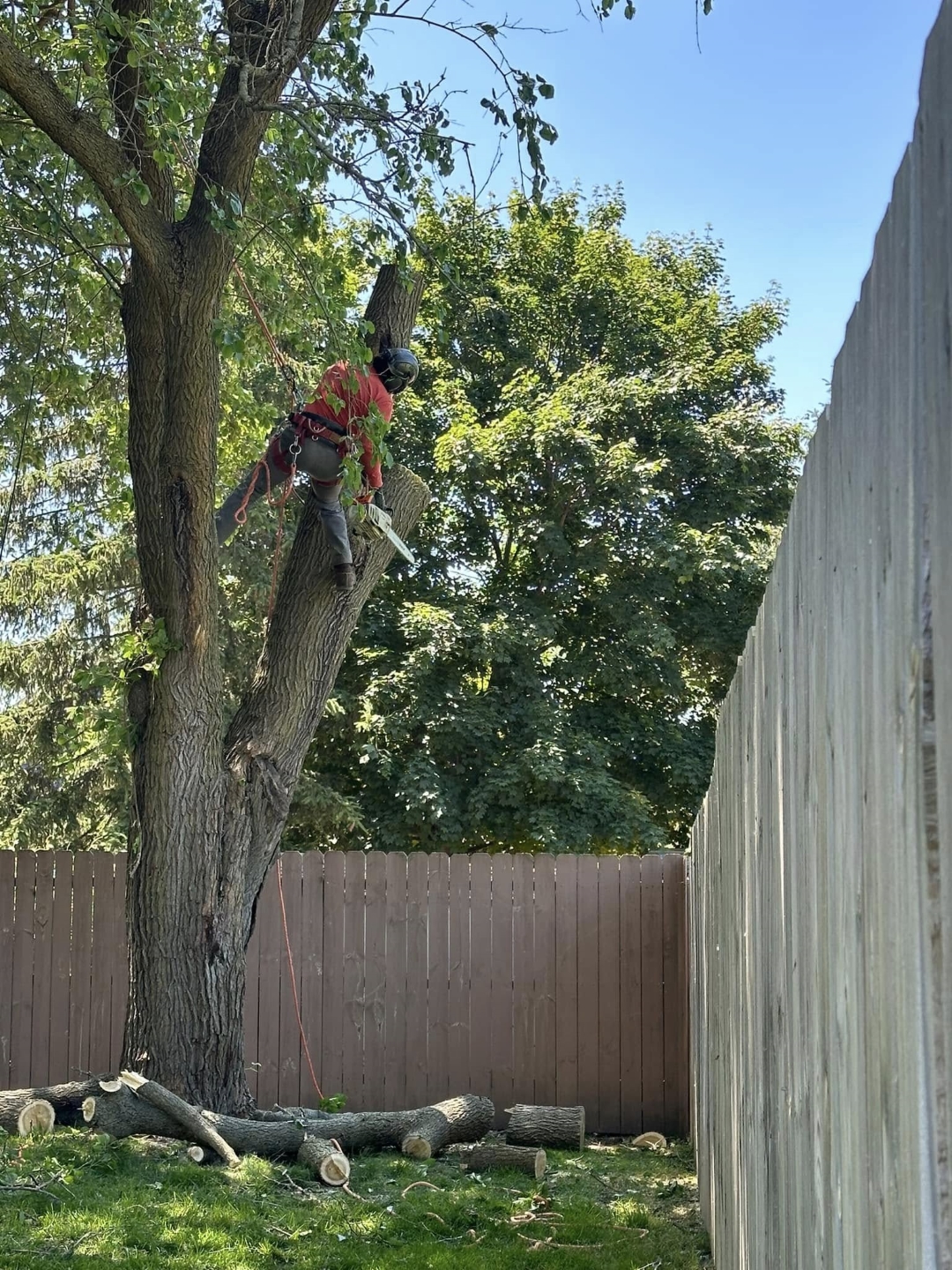 Tree Cutting in McHenry, tree removal McHenry, affordable tree service Northern IL
